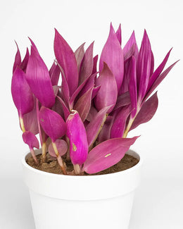 Tradescantia Zebrina