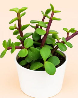 Trailing Elephant Bush Plant