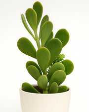 Trailing Jade- Hanging Crassula Plant