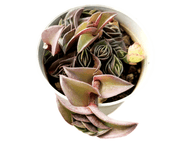 Crassula Axillis