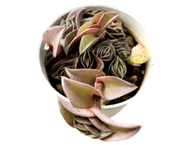 Crassula Axillis