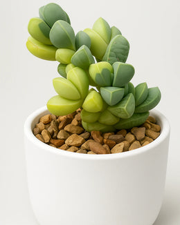 Variegated Corpuscularia lehmannii  ( Bare rooted )