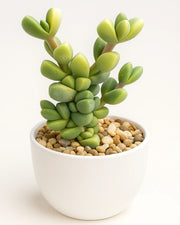 Variegated Corpuscularia lehmannii  ( Bare rooted )