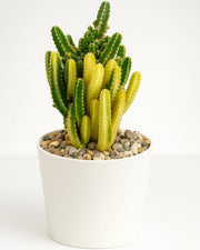 Variegated Fairy Castle Cactus