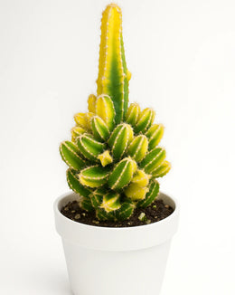 Variegated Fairy Castle Cactus
