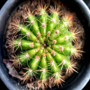 Star Cactus - Nainileaf