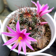 Mammillaria Longiflora Stampferi - Nainileaf
