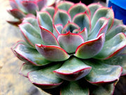 Echeveria Strictiflora (Purple) Plant