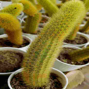 Monkey Tail Cactus