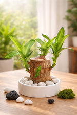 Brazilian Wood Potted Imported Indoor Plant - Nainileaf