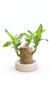 Brazilian Wood Potted Imported Indoor Plant - Nainileaf