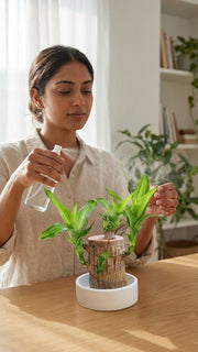 Brazilian Wood Potted Imported Indoor Plant - Nainileaf