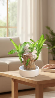 Brazilian Wood Potted Imported Indoor Plant - Nainileaf