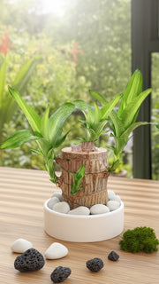 Brazilian Wood Potted Imported Indoor Plant - Nainileaf