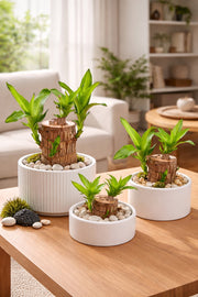 Brazilian Wood Potted Imported Indoor Plant - Nainileaf
