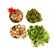 Assorted Combo 2 of 4 succulents