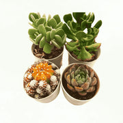 Assorted combo 3 of 4 succulents