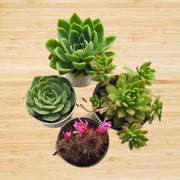Assorted combo 4 of 4 Succulents