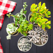 Assorted combo of 6 Succulents