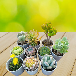 Assorted Combo of Succulents - Pack of 10 pieces