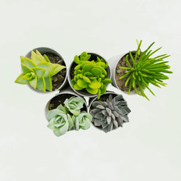 Assorted Combo of Succulents - Set of 5 pieces