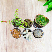 Assorted Combo of 3 Succulents and 3 Cactus