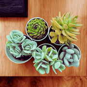 Assorted combo 3 of 5 Succulents