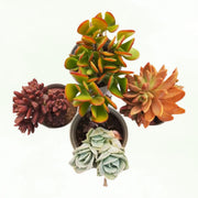 Assorted Combo of 4 Succulents