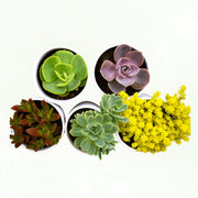 Combo of 5 Plants - Nainileaf