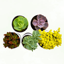 Combo of 5 Plants - Nainileaf