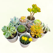 Assorted Combo of Succulents - Pack of 10 pieces