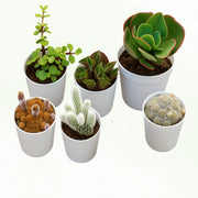Assorted Combo of 3 Succulents and 3 Cactus