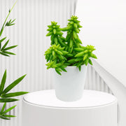 Peperomia Nivalis Succulent Plant