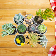 Assorted Combo of Succulents - Pack of 10 pieces