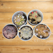 Assorted Combo of 5 Cactus