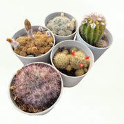 Assorted Combo of 5 Cactus