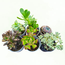 Assorted Combo 2 of  5 Succulents
