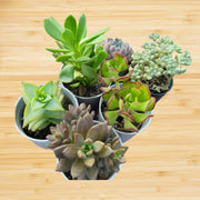 Assorted Combo 2 of  5 Succulents