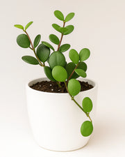 Xerosicyos Danguyi (Dollar Plant) - Bare Rooted