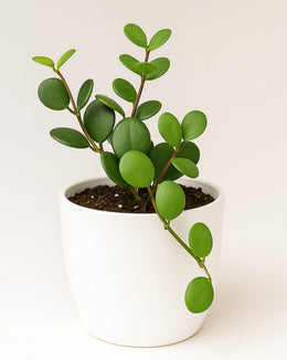 Xerosicyos Danguyi (Dollar Plant) - Bare Rooted