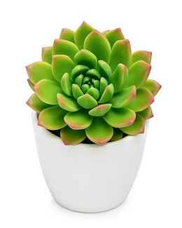 Yellow Green Sedum Plant