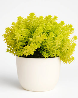 Yellow Lemon Grass Plant