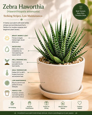 Zebra Haworthia Plant