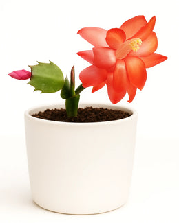 Zygo Christmas Cactus Pink - Bare Rooted