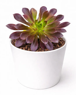 Aeonium Arboreum Plant - Nainileaf