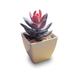 Sedum Pachyphyllum - Artificial Succulent with 2