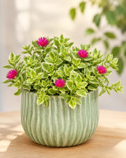 Aptenia Cordifolia Plant- Varigated (Baby Sunrose Plant)