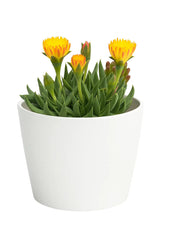 Bergeranthus Concavus Plant (Bare Rooted)