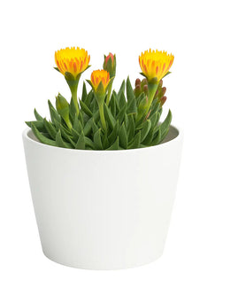 Bergeranthus Concavus Plant (Bare Rooted)