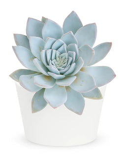 Echeveria Rolly Plant